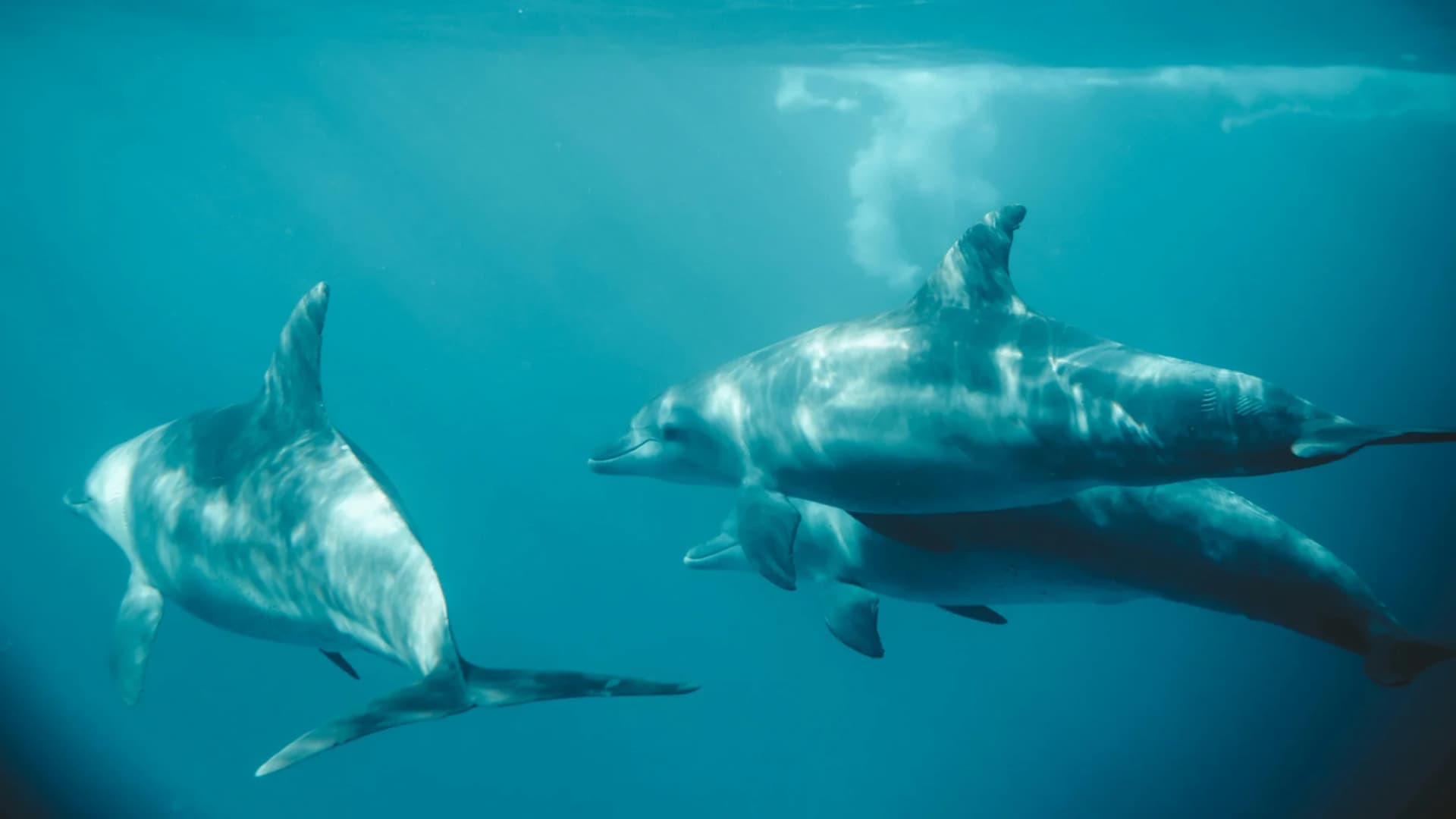 Observation des dauphins et baignade